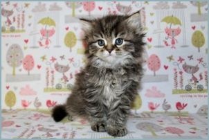 Male Siberian Kitten from Deedlebug Siberians